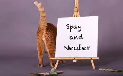 The Top Reasons To Spay Or Neuter Your Cat