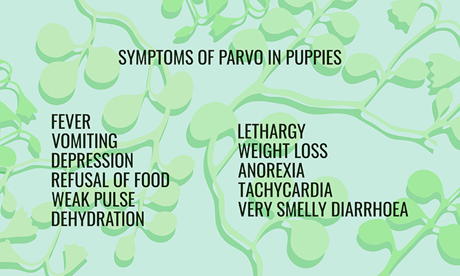 Symptoms of Parvo in Puppies