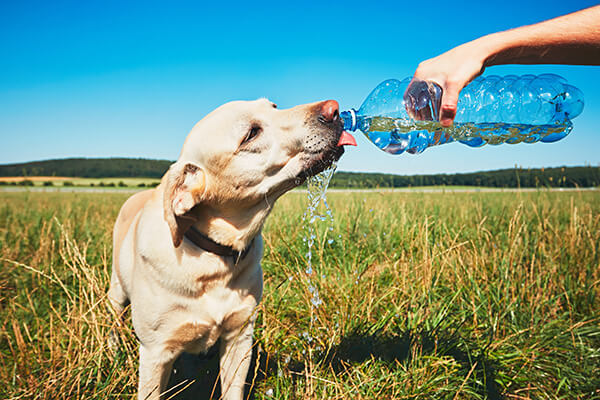 Thirsty dog in hot day