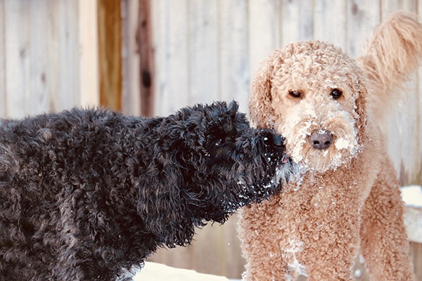 Two Goldendoodle dogs licking each other in the snow