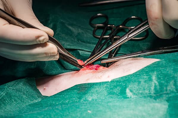 Vet removing ovary during spay surgery