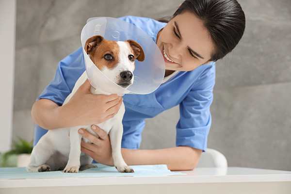 Veterinarian and cute Jack Russell Terrier dog wearing medical plastic collar in clinic after spay