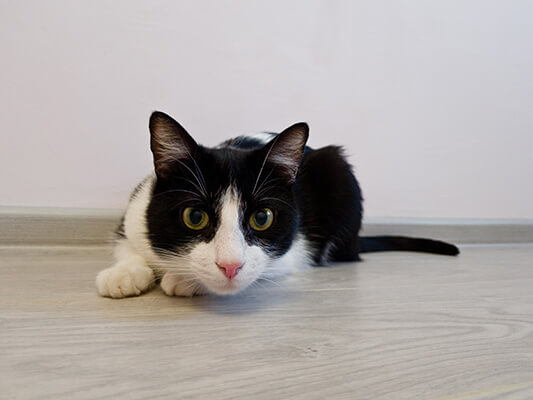 Young active black and white cat playing in a spacious white room