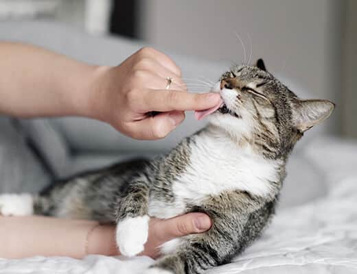cat licking the owner's finger