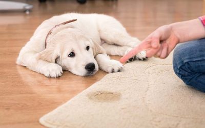 How Can I Stop My Dog From Peeing In The House?