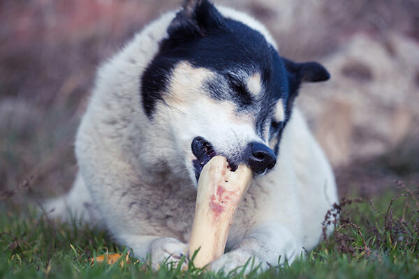large white black dog color gnaws bone lying on grass