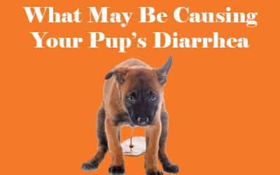 Common Causes: Why Does My Dog Have Diarrhea At Night?