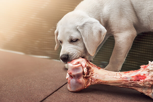 very cute little hungry labrador retriever dog puppy eats the meat on a bone