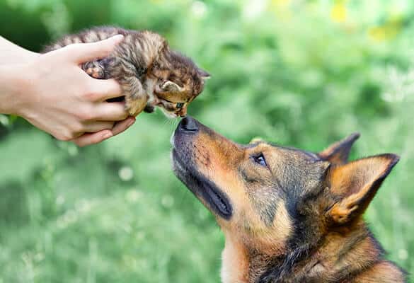 A big dog and a little kitten in female hands sniffing each other