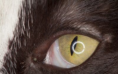 Cat Eye Health: What Is The Third Eyelid In Cats?
