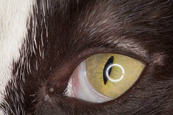 Black cat showing the cats third eyelid