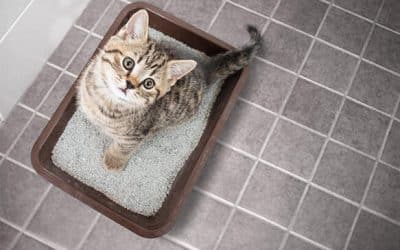 Choosing The Best Cat Litter For Heavy Urination