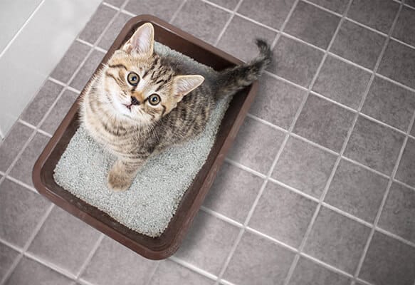 Choosing The Best Cat Litter For Heavy Urination