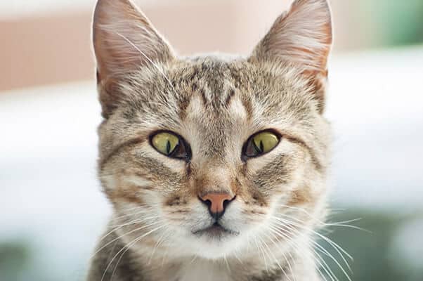 Cat with third eyelid disease, protrusion of nictitating membrane