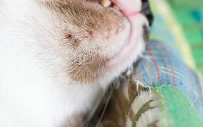 Managing Cat Health: How To Treat Feline Acne In Cats
