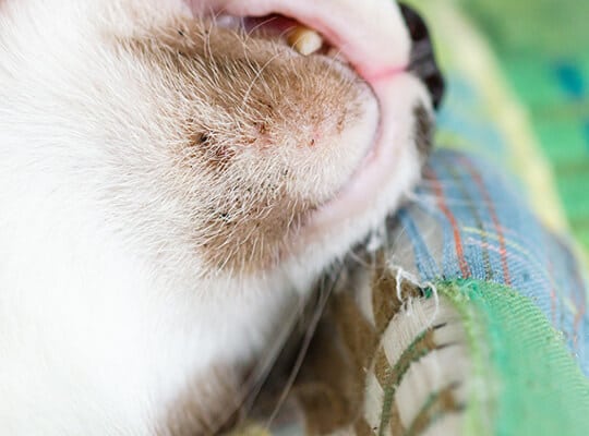 Close up of feline acne Soft focus image