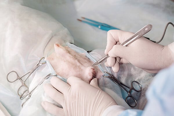 Close up of veterinarian or doctor with scalpel doing neuter surgery in the clinic