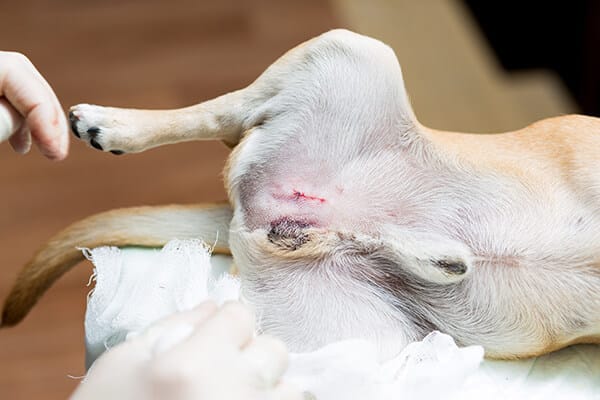 Dog receiving a neuter surgery to calm them down