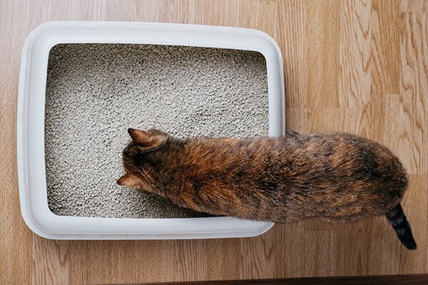 Domestic cat sniffs bulk litter in a plastic box
