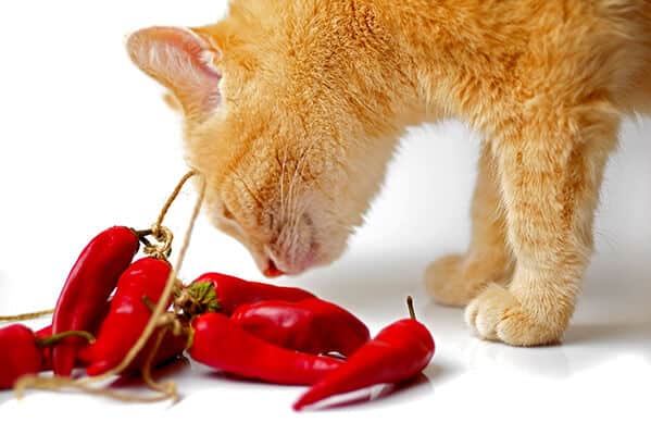 Ginger cat sniffing bunch of red chili peppers on white background