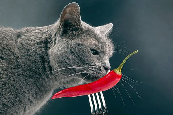 Gray cat sniffs red hot pepper, food and pets, curiosity and sense of smell