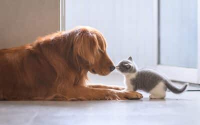 Cat Tips: How To Introduce Your New Kitten To A Dog