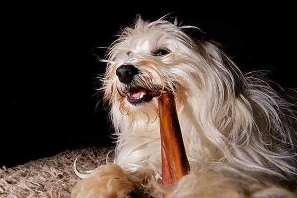 Long hair dog chewing on bully stick against black background