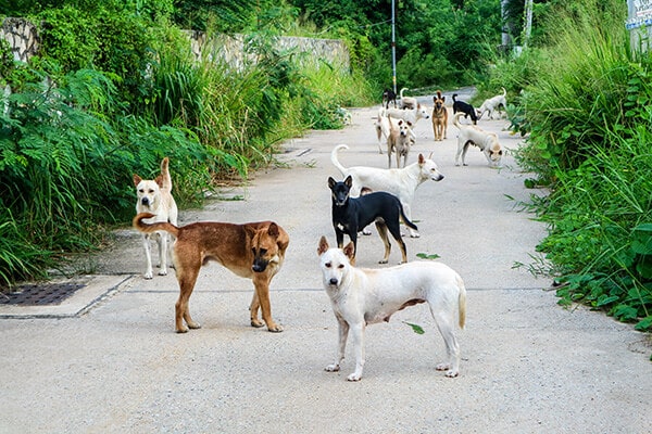 The stray dogs are waiting for food from the people