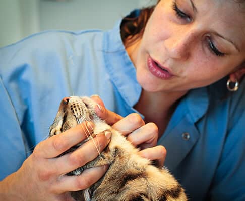 Veterinarian inspecting the chin acne on a cat patient