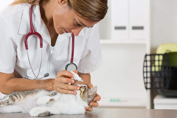 Veterinarian placing eye drops in a cats eyes