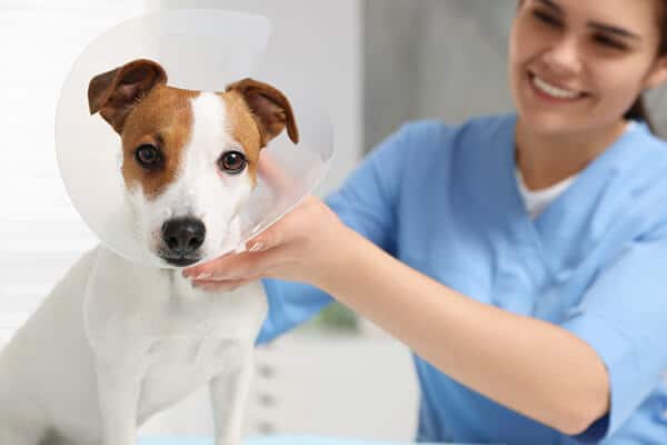 Veterinarian putting medical plastic collar on Jack Russell Terrier dog in clinic