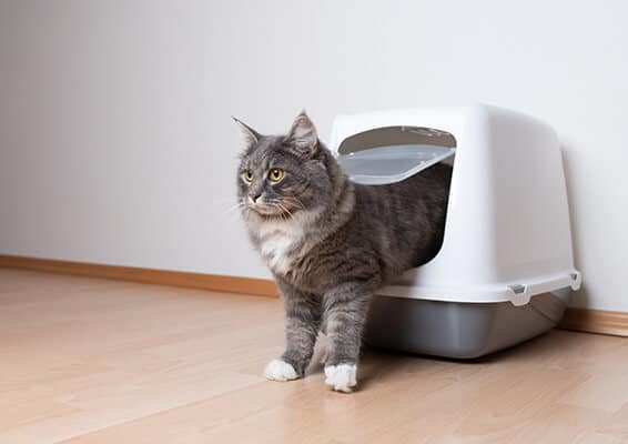 Young blue tabby maine coon cat leaving hooded gray cat litter box with flap entrance standing on a wooden floor