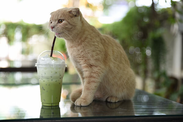 How To Serve Green Tea To Your Cat