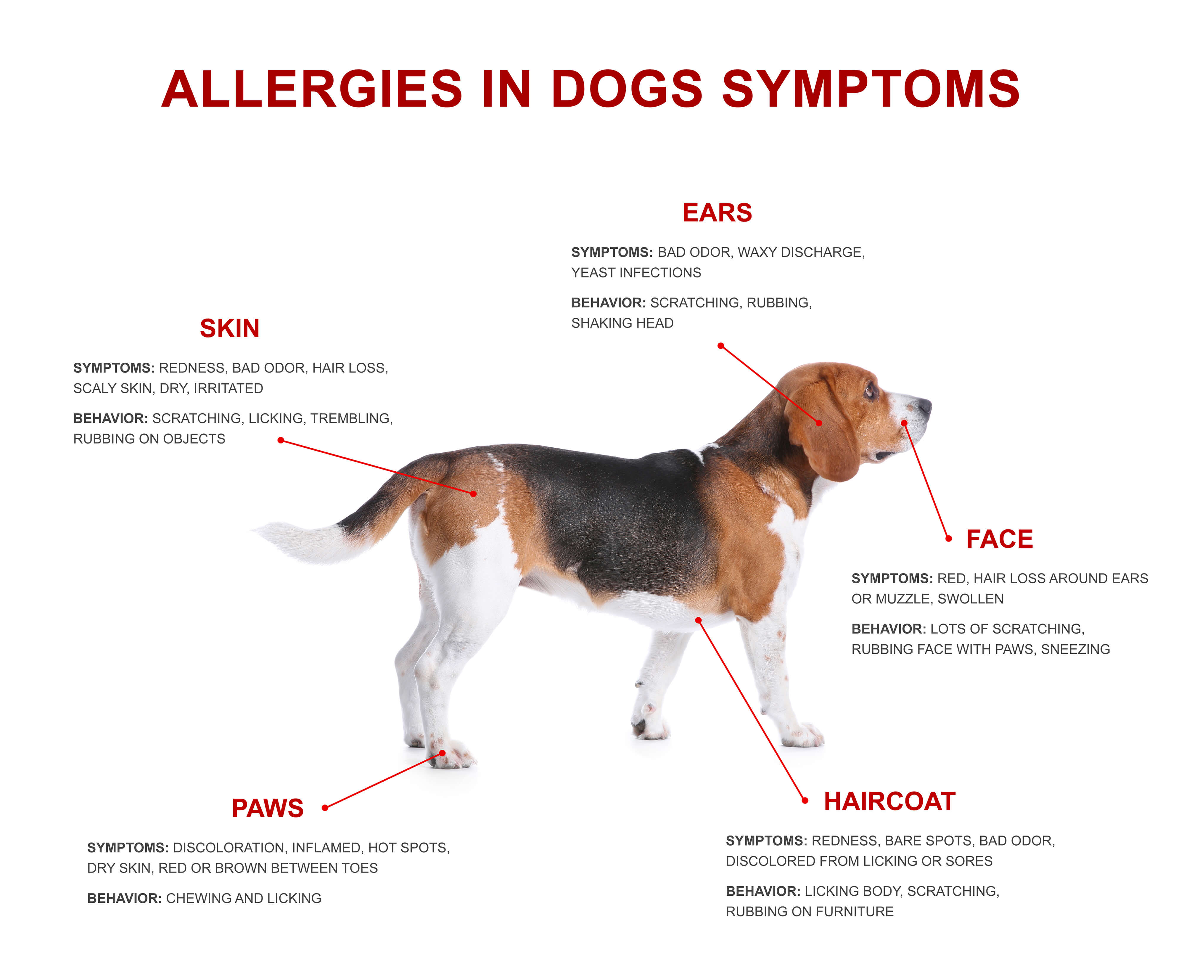 Allergies In Dogs Symptoms
