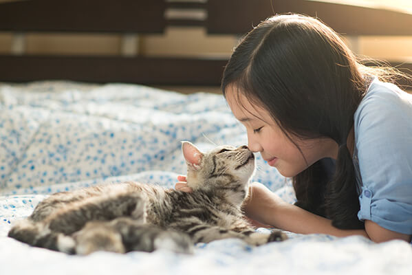 Asian girl kissing american shorthair cat