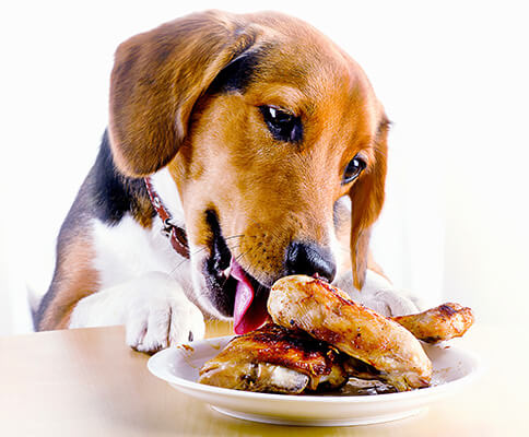 Beagle Puppy eating roasted chicken legs