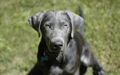 Everything You Need To Know About Blue Labradors