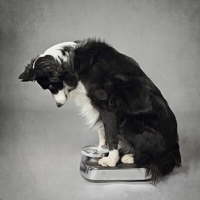Border collie sitting on scale looking at weight