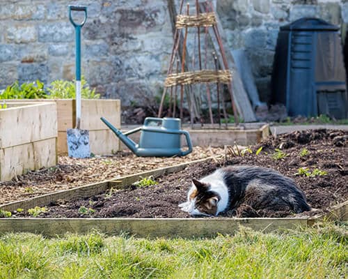 Cat Resting In Rustic Home Vegetable Patch Garden