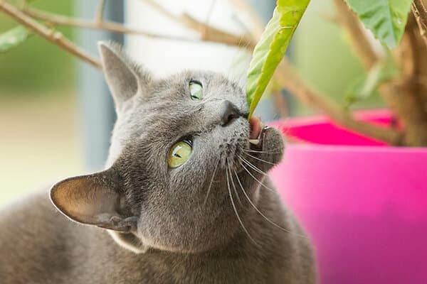 Homemade Cat Repellent Spray To Keep Cats Away From Plants