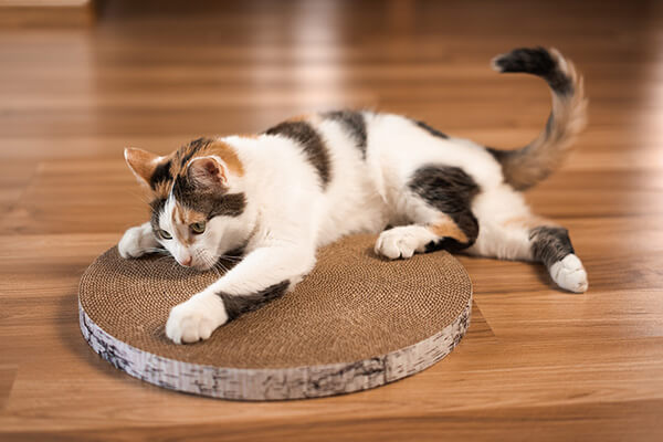 Add Cardboard Scratching Posts Around Your Home To Prevent Cat Litter Tracking