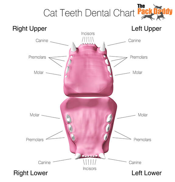 Cat teeth dental chart
