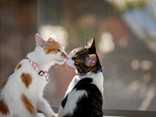 Cats Kissing Infront Of Window