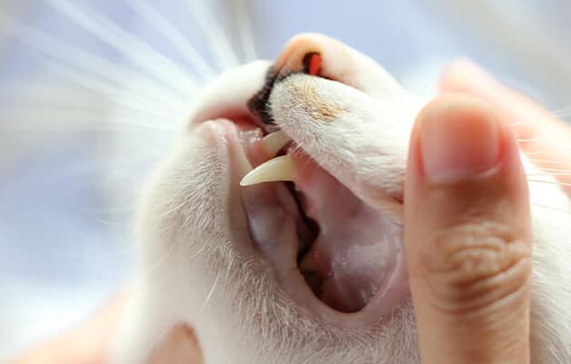 Feline Dental Chart: An Assessment Of Your Cat’s Teeth