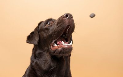 Best Dog Snacks: Top Healthy Treats For Labradors