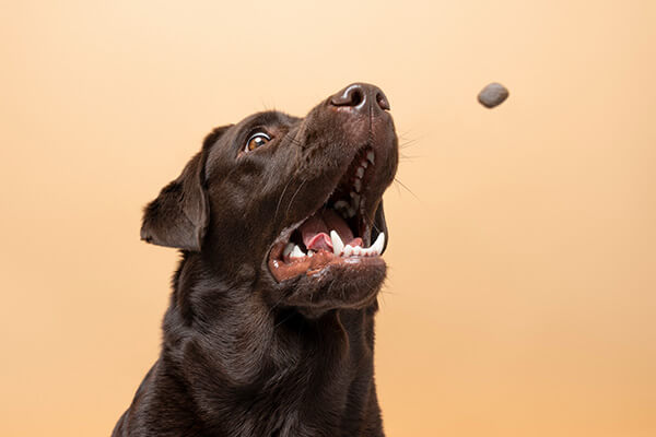 Healthy treats for labradors with a Chocolate labrador retriever getting ready to eat a treat flying in the air