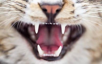 Interesting Cat Facts: How Many Teeth Do Cats Have?