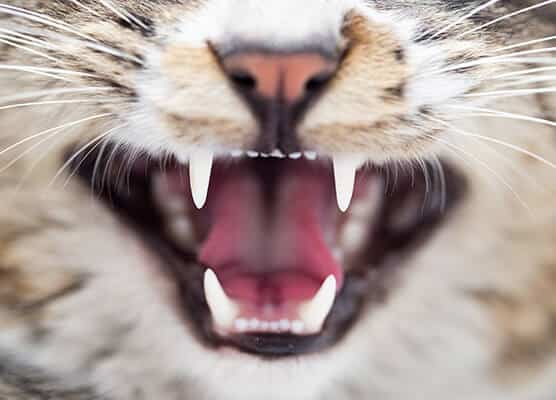 Close up of a cats teeth with an open mouth