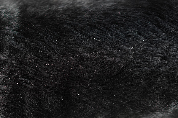 Close up of dandruff on cat or dog