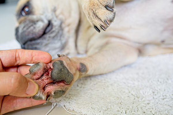 Close up of owner inspecting a dogs paws for injuries
